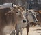 close up of sacred cattle standing in a street of jaipur