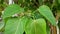 Close up, sacred fig tree and leaves