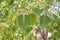 Close up of Sacred Fig Trees leaves, also call Peepal Tree