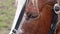 Close up of sad horse\'s eye,horse on the farm