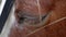 Close up of sad horse\'s eye,horse on the farm