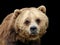 Close-up sad male Grizzly bear looking at camera