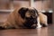 Close-up sad pug dog lies on the floor, tired and lazy