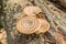 Close up Saddle mushroom, Polyporus squamosus