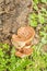 Close up of saddle mushroom, Polyporus squamosus