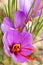 Close up of saffron flowers