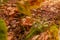 Close-up saffron milk-cap hidden under the lush foliage in the forest. Two red pine mushroom with fallen leaves in Autumn.