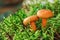 Close-up of Saffron milk mushrooms in moss. Lactarius deliciosus mushroom. Forest mushroom. Selective focus