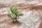 Close up of Sage Brush in Painted Cove