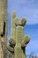 Close up of a saguaro cacti which resembes Mickey Mouse or a rabbit on the Desert Discovery Nature Trail in Saguaro National Park