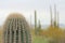 Close up of a Saguaro Cactus with Copy Space