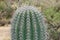 Close up of a Saguaro Cactus with Copy Space