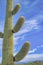 Close-up of a saguaro cactus with four arms at Sabino Canyon State Park in Tucson, Arizona