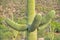 Close-up of saguaro cactus with four arms at Tucson, Arizona