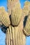 Close up of saguaro cactus in Sonoran Desert