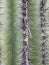 Close up Saguaros and Cholla cactus. Arizona desert landscapes, United States