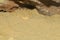 Close up Sahara horn viper in sand at the cave