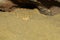 Close up Sahara horn viper in sand at the cave