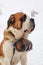 Close up of Saint Bernard Dog with iconic barrel in snow