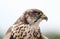 Close up of a Saker Falcon