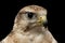 Close-up Saker Falcon, Falco cherrug, isolated on Black background