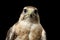 Close-up Saker Falcon, Falco cherrug, isolated on Black background