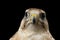 Close-up Saker Falcon, Falco cherrug, isolated on Black background