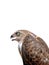 Close up of a Saker Falcon. It is a small bird of prey in the family Accipitridae. It is found widely distributed in Asia and