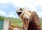 Close up of a Saker Falcon. It is a small bird of prey in the family Accipitridae. It is found widely distributed in Asia and