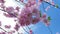 Close-up of a sakura tree branch on a clear sunny day