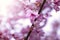 Close up of sakura tree flowers