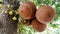 Close-up sala tree, shorea robusta, flower and fruit