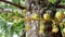 Close-up sala tree, shorea robusta, flower and fruit