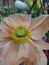 Close-up of a salmon colored papaver flower blooming