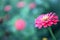 Close up of a Salmon Colored Zinnia Flower