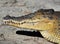 Close up saltwater crocodile,queensland,australia