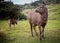 Close up of a Sambar Deer in Horton Plains National Park in Sri Lanka