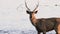 Close up of a sambar deer stag wading in lake tadoba in india