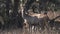 close up of a sambar deer under a flame of forest tree