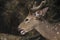 Close up of sambar deer in Zoo