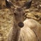 Close-up of Sambhar deer