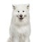 Close-up of Samoyed, 6 years old, isolated