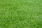 Close-up sample of winter Ryegrass lawn with perfectly trimmed,