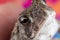 Close up of a Sand Toad Being Held with Detailed Skin and Eyes