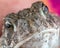 Close up of a Sand Toad Being Held with Detailed Skin and Eyes