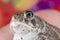 Close up of a Sand Toad Being Held with Detailed Skin and Eyes