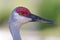 Close up of sandhill crane in profile