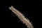 Close up sandworms Perinereis sp., Polychaeta isolated on blac