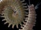 Close up sandworms Perinereis sp., Polychaeta isolated on black background