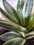 Close up sansevieria on a pot plant. portrait